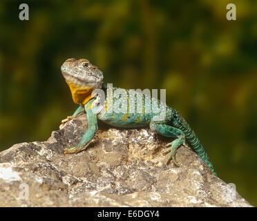 Lizard seduto su una roccia Foto Stock