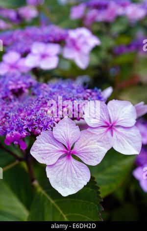 Lacecap ortensia (H. macrophylla normalis) Foto Stock