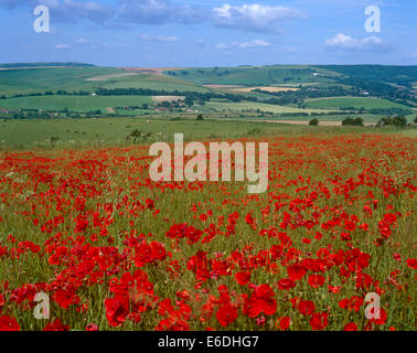 I fiori sulla collina Trumleigh Eastbourne East Sussex Regno Unito Foto Stock