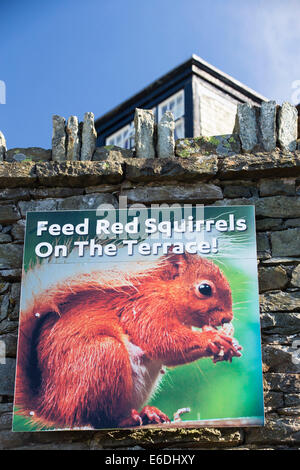 Uno scoiattolo rosso Sciurus vulgarise al Scafell Hotel nel distretto del lago, REGNO UNITO Foto Stock