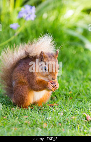 Uno scoiattolo rosso Sciurus vulgaris in un giardino nel distretto del lago, REGNO UNITO Foto Stock