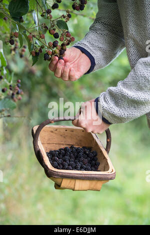 Man Picking more in un cestello nella campagna inglese Foto Stock