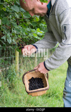 Man Picking more in un cestello nella campagna inglese Foto Stock