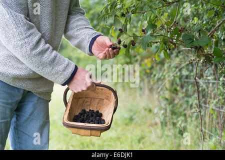 Man Picking more in un cestello nella campagna inglese Foto Stock