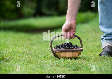 Uomo con un cesto di more raccolte nella campagna inglese Foto Stock