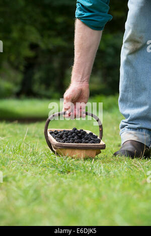 Uomo con un cesto di more raccolte nella campagna inglese Foto Stock