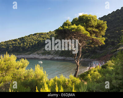 Vista sulla spiaggia di Sunj su una soleggiata giornata estiva con alberi di pino e di imbarcazioni in vacanza isola di Lopud, isole Elafiti, Dalmazia, Croazia Foto Stock