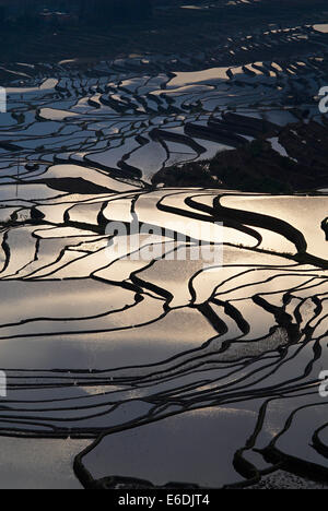 Cina Yunnan, Yuanyang, risaie terrazzate-campi Foto Stock