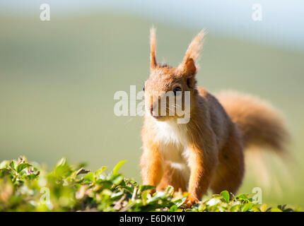 Uno scoiattolo rosso Sciurus vulgaris in un giardino nel distretto del lago, REGNO UNITO Foto Stock