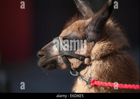 Lo Zoo di Londra, Londra UK. Giovedì 21 agosto 2014. Un vecchio di 4 mesi Llama presso lo Zoo di Londra annuali di pesare-nel 2014. Oltre ad essere un indicatore chiave di un animale di benessere generale, peso regolari controlli e misurazioni di cintura può anche aiutare i detentori di rilevare le gravidanze delle specie in via di estinzione che sono parte dei giardini zoologici" internazionali di conservazione programmi di allevamento. Credito: Malcolm Park editoriale/Alamy Live News Foto Stock