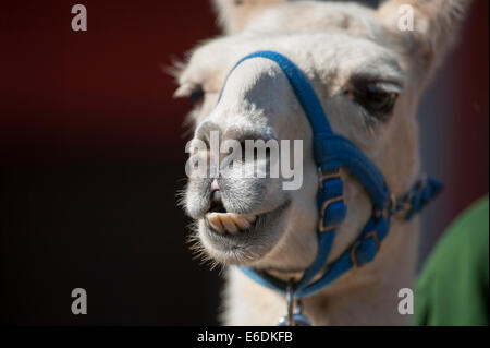 Lo Zoo di Londra, Londra UK. Giovedì 21 agosto 2014. Un Llama presso lo Zoo di Londra annuali di pesare-nel 2014. Oltre ad essere un indicatore chiave di un animale di benessere generale, peso regolari controlli e misurazioni di cintura può anche aiutare i detentori di rilevare le gravidanze delle specie in via di estinzione che sono parte dei giardini zoologici" internazionali di conservazione programmi di allevamento. Credito: Malcolm Park editoriale/Alamy Live News Foto Stock