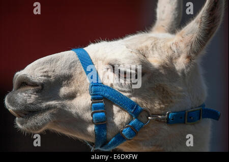 Lo Zoo di Londra, Londra UK. Giovedì 21 agosto 2014. Un Llama presso lo Zoo di Londra annuali di pesare-nel 2014. Oltre ad essere un indicatore chiave di un animale di benessere generale, peso regolari controlli e misurazioni di cintura può anche aiutare i detentori di rilevare le gravidanze delle specie in via di estinzione che sono parte dei giardini zoologici" internazionali di conservazione programmi di allevamento. Credito: Malcolm Park editoriale/Alamy Live News Foto Stock