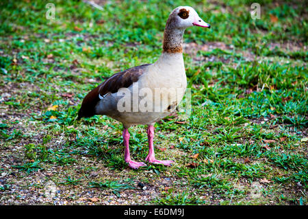 Splendidamente colorati anatra in posa per la telecamera, in Norfolk nature park. Foto Stock