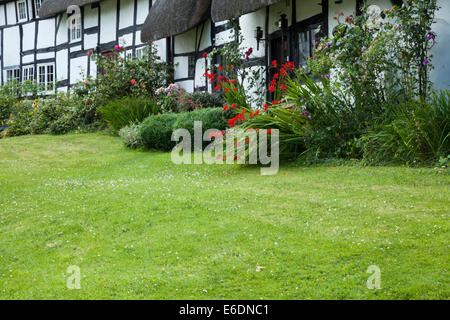 Le rose e i piselli dolci crescente attorno ad una fila di legno a cottage con il tetto di paglia nel grazioso villaggio di Welford on Avon nel Warwickshire, Inghilterra. Foto Stock