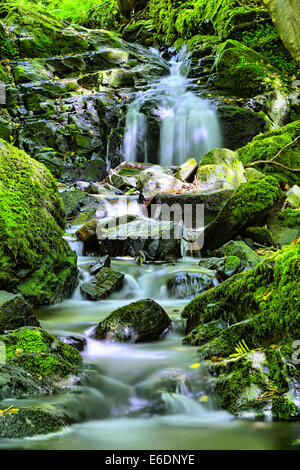 Piccola cascata nel bosco Foto Stock