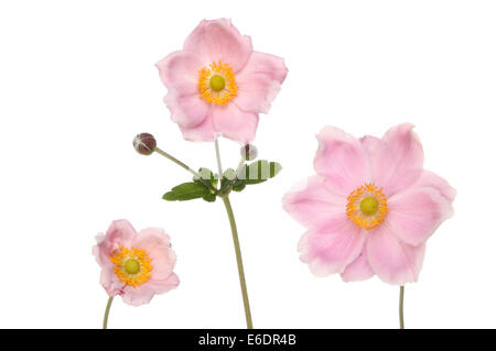 Tre di rosa pastello fiori di anemone isolata contro bianco Foto Stock