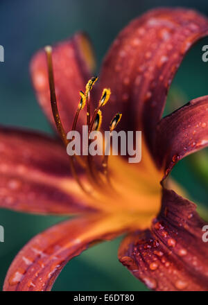 Daylily Hemerocallis marco soft Foto Stock