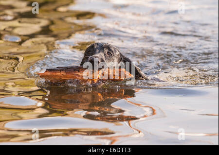 Un English Springer Spaniel cane nuotare in un fiume del Regno Unito recupera un bastone Foto Stock