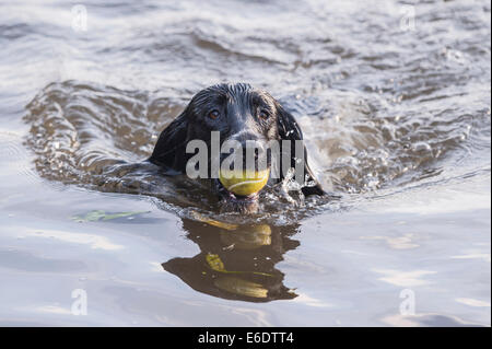 Un English Springer Spaniel cane nuotare in un fiume del Regno Unito recupera una sfera Foto Stock