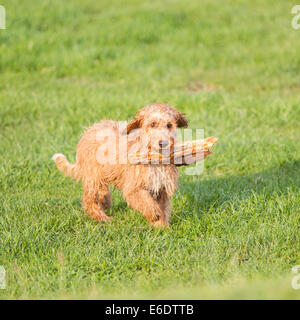 Un Welsh Springer Spaniel attraversato con un cane barboncino recupera un bastone Foto Stock