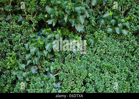 Un verde siepe di ligustro e ivy formando una naturale evergreen/semi-confine sempreverde che offre privacy ed è anche un bene per gli insetti e le farfalle Foto Stock