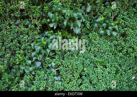 Un verde siepe di ligustro e ivy formando una naturale evergreen/semi-confine sempreverde che offre privacy ed è anche un bene per gli insetti e le farfalle Foto Stock