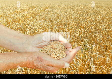 Maschio di tenere le mani con una manciata di semi sul campo di grano sullo sfondo Foto Stock