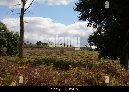 Vista di sandy Lande e perticaie Hampton crinale tra Fritham e Frogham vicino a Fordingbridge New Forest Hampshire Inghilterra Foto Stock