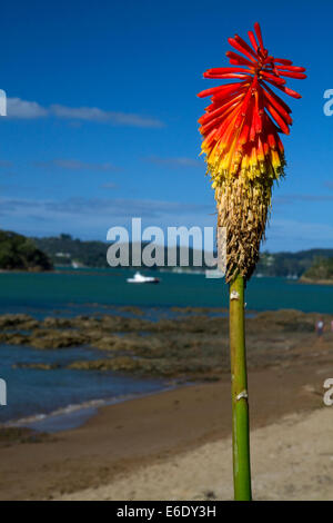 Tritoma o torcia lily a Bay of Islands presso la cittadina di Paihia, Isola del nord, Nuova Zelanda. Foto Stock