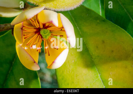 Un fiore di magnolia si apre fino a inizio primavera Foto Stock