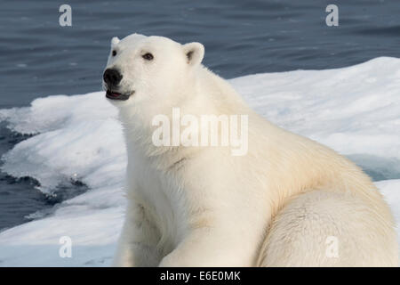 Maschio di Orso Polare, Ursus maritimus, su un iceberg, Isola Baffin, Artico Canadese. Foto Stock