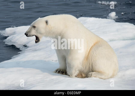 Maschio di Orso Polare, Ursus maritimus, sbadigli su un iceberg, Isola Baffin, Artico Canadese. Foto Stock