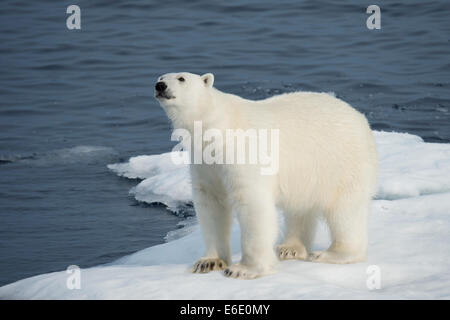 Maschio di Orso Polare, Ursus maritimus, annusando aria su un iceberg, Isola Baffin, Artico Canadese. Foto Stock