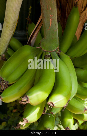 Banana mazzetto su albero Foto Stock