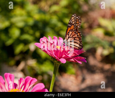 Femmina farfalla monarca (Danaus plexippus) seduto sul rosa fiore a margherita - USA Foto Stock