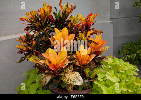 Petra e Mammy croton piante (Codiaeum variegatum) in piantatrice - USA Foto Stock