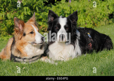 Due Border Collies che giace accanto a ogni altra in erba Foto Stock