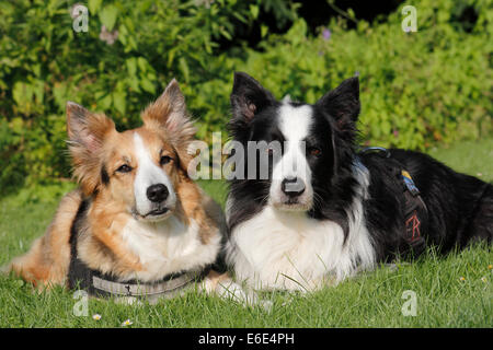 Due Border Collies che giace accanto a ogni altra in erba Foto Stock