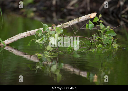 Eurasian castoro europeo castoro, castoro, nutrizionali traccia, Europäischer Biber, Altwelt-Biber, Biber, Castor fiber, Fraßspur Foto Stock