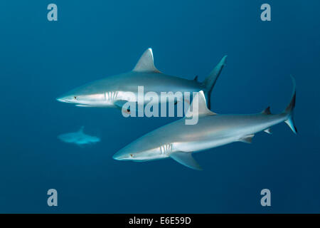 Tre Grey Reef squali (Carcharhinus amblyrhynchos), Canale Embudu, Oceano Indiano, Tilla o Tila, South Malé Atoll, Maldive Foto Stock