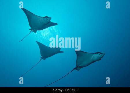 Tre Spotted Raggi Eagle (Aetobatus narinari), Canale Embudu, Oceano Indiano, Tilla o Tila, South Malé Atoll, Maldive Foto Stock