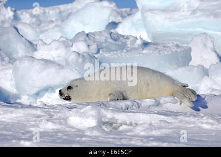 Arpa di tenuta o guarnizione a doppio spiovente (Pagophilus groenlandicus, Phoca groenlandica) pup in appoggio sulla banchisa, le isole della Maddalena Foto Stock