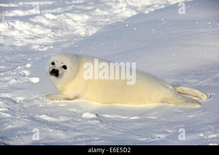 Arpa di tenuta o guarnizione a doppio spiovente (Pagophilus groenlandicus, Phoca groenlandica) pup sulla banchisa, le isole della Maddalena Foto Stock