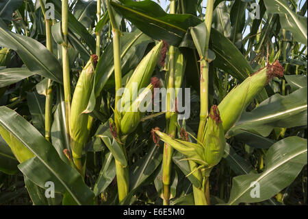 Il mais o granoturco (Zea mays subsp. Mays), piante con le pannocchie di granoturco, cresciuto come alimentazione animale, Baviera, Germania Foto Stock