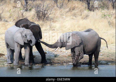 Tre l'elefante africano (Loxodonta africana), permanente al Waterhole, il Parco Nazionale di Etosha, Namibia Foto Stock