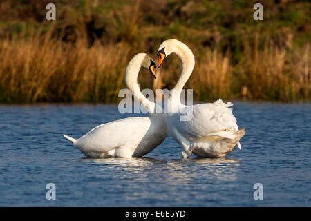 Cigni (Cygnus olor), corteggiamento, Rieselfelder Münster, Renania settentrionale-Vestfalia, Germania Foto Stock
