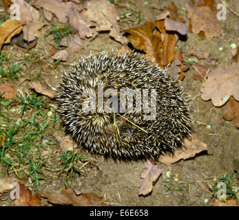 Il riccio - Erinaceus europaeus Foto Stock