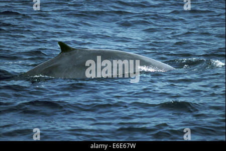 La balenottera - Balaenoptera physalus Foto Stock