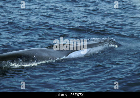 La balenottera - Balaenoptera physalus Foto Stock