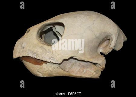 Tartaruga Caretta cranio Cast Foto Stock